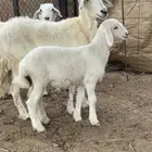 نعجه والد