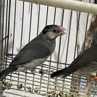 طيور جاوا فينش