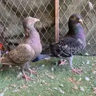 حمام