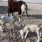 عنز رغوث تحتها تيس وجفره