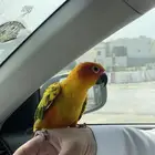 صن كنيور أليف