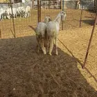 الشميسي طريق الخواجات