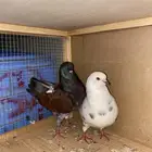 زوج كنق