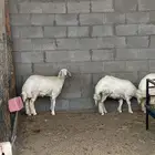 رخال فلل الفل   العمر اربع شهور