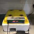 فقصه بيض  تماتيك