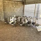 وز عراقي بياض