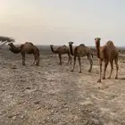 بكار صفر