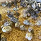 صوص سمان ودجاج