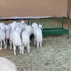 ذبايح للبيع