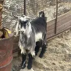 5   تيوس للبيع جمله