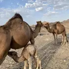 خلفات حمر ساحليات مصاغير حليب سكر شرط تمم البيعع