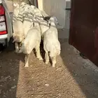 خال. 15ذبايح ومقنوي