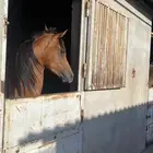 مهر واهو