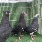 حمام قطايف