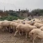 رخال رفيدي بلدي