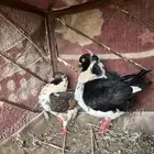جوز كنق