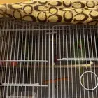 بغبغان درة هندي