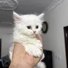 شيرازي بيع