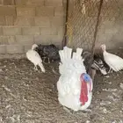 دجاج رومي