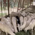 خرفان كفو