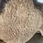 لباني شرط وتحدي