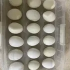 بيض بلدي