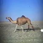 بكار