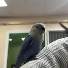 روز