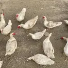 بط بلدي