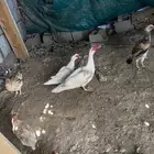 بط مصري