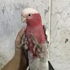 كوكاتو قالا اليف