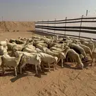 للبيع رخال رفيديات العدد 70 الصحة شرط تم البيع تم البيع