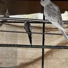 كروان هولندي