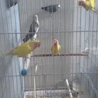 روز