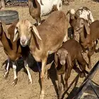 سواكن خلفات ودفيع