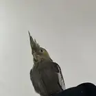 مفقود طار من حي النقع الشرقي