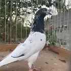 زوج تيدي سأس