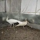 طاووس للبيع