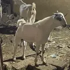 تيس بيشي اصيل