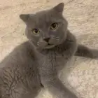 قطط