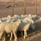 طليان ( تم البيع )