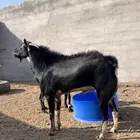 تيس فحل حو فاخر ومشروط شرط