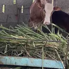 عجل بلدي العمر 9 الشهور