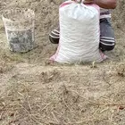 تمر حلال