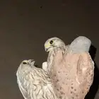 بواشق للبيع