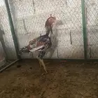 للبيع دجاج باكستاني