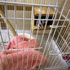 سنجاب طائر ( شوقر قلايدر )