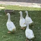 بط ابيض للبيع