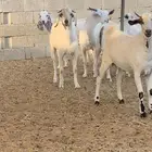 تيوس