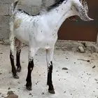 مشروع فحل فاااخر تم البيع